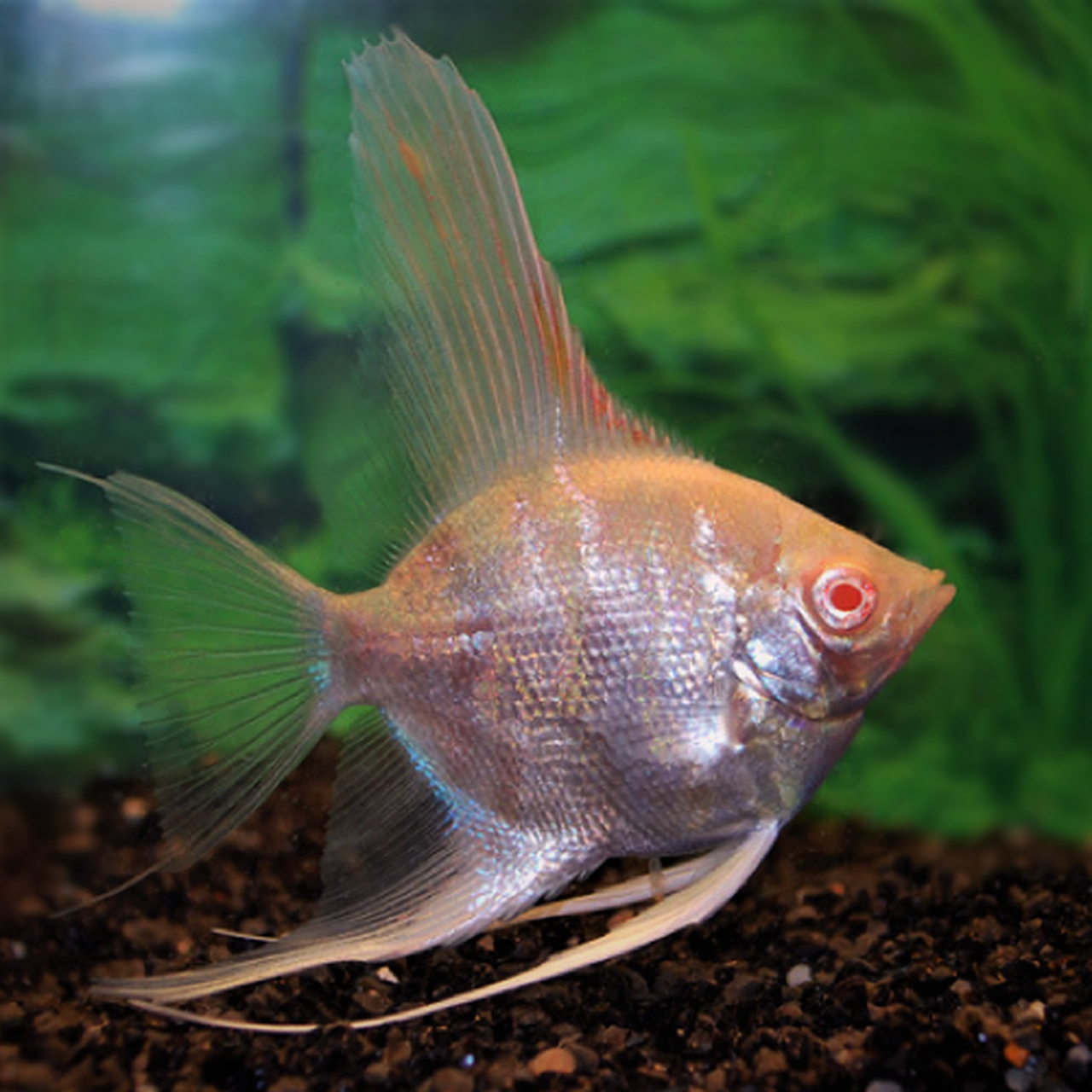 Pt.scalare   Maanvis albino 6-7 cm.