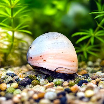 Neritina pulligera white