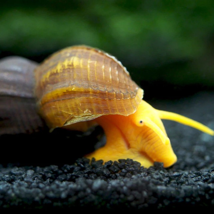 Tylomelania sp.yellow rabbit snail