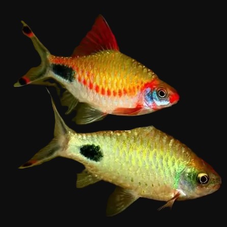 Dawkinsia assimilis 3 cm.