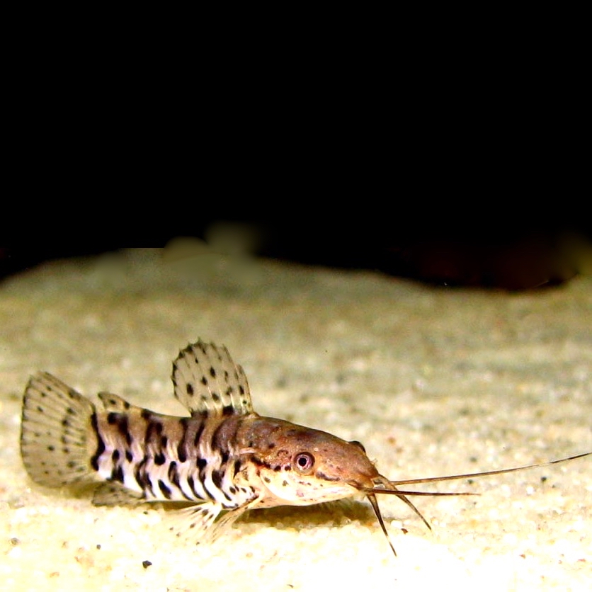 Hoplosternum thoracatum SM