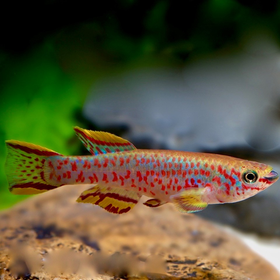 -Aphyosemion gardneri   Tandkarper