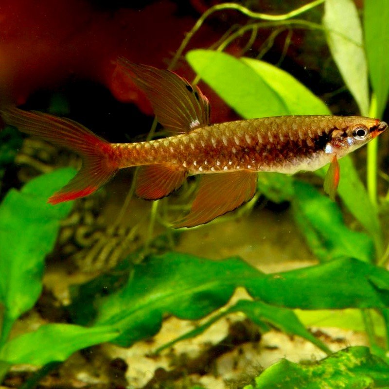 Copella arnoldi   Spatzalm M