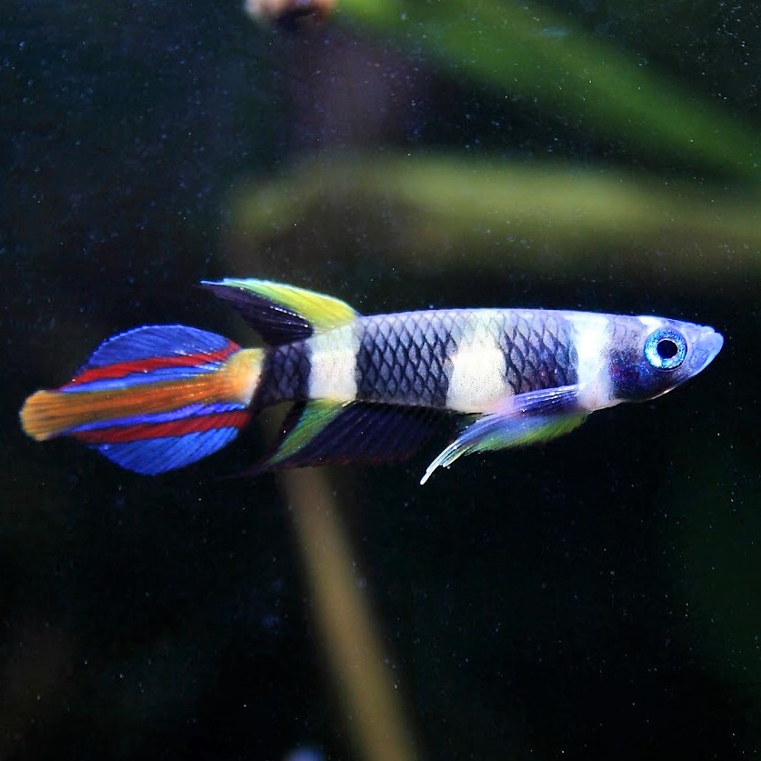 Epiplatus annulatus   Tandkarper M