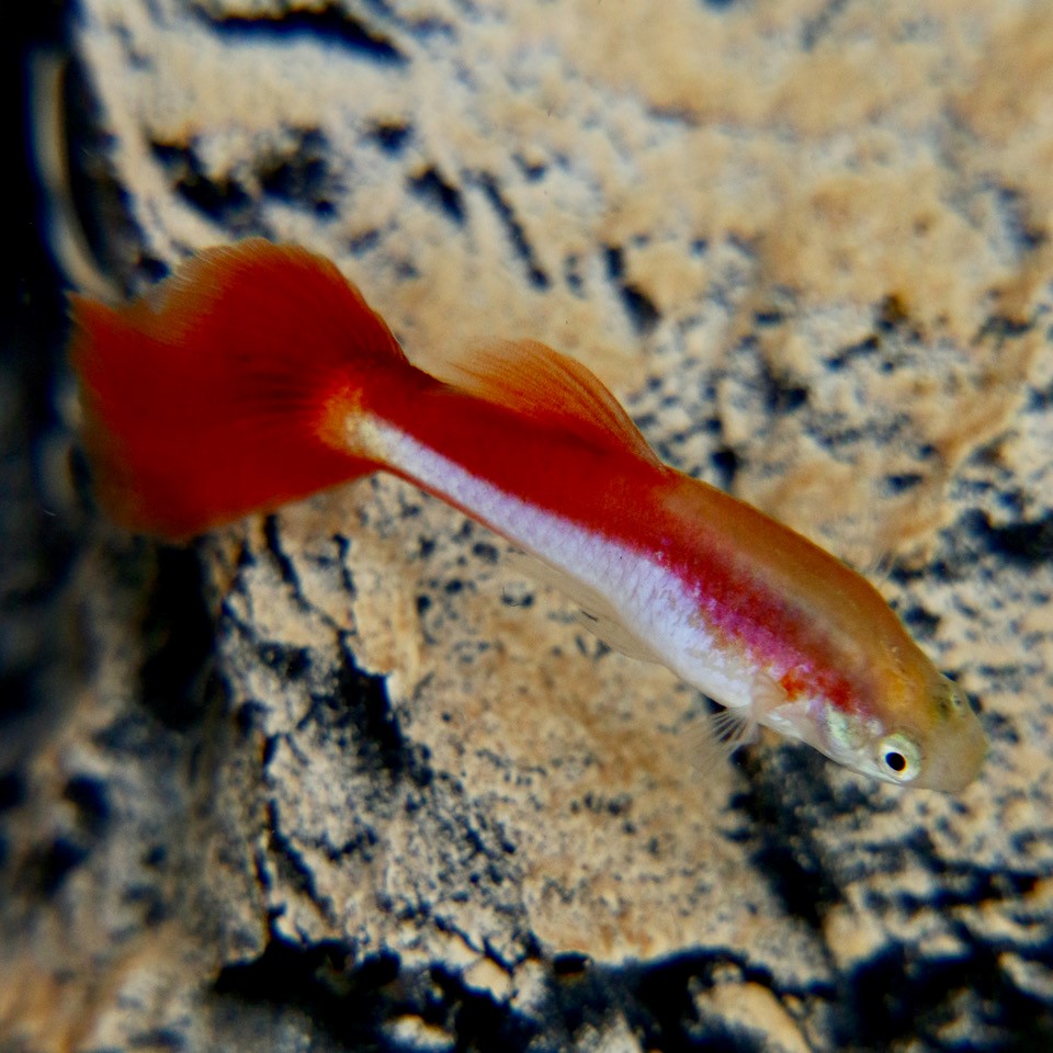 Poecilia ret.   Guppy red silver