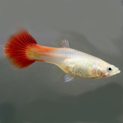 Poecilia ret.   Guppy vrouw blond M