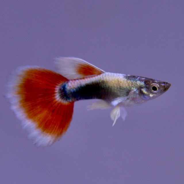 Guppy male santa  baddy