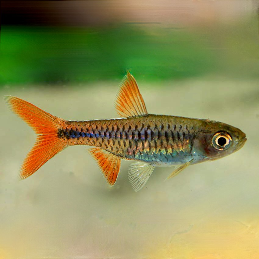 Rasbora lacrimula 3,5 cm.