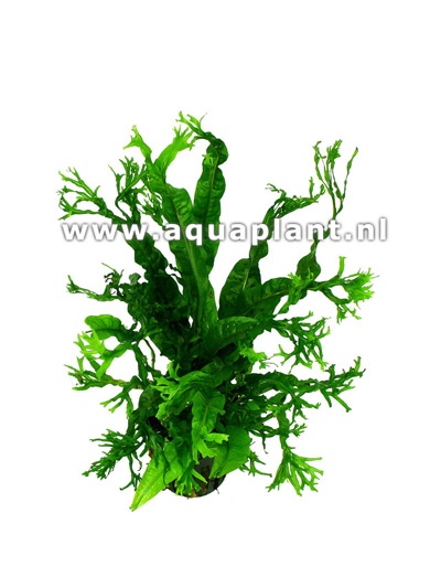 Microsorum windelov in pot