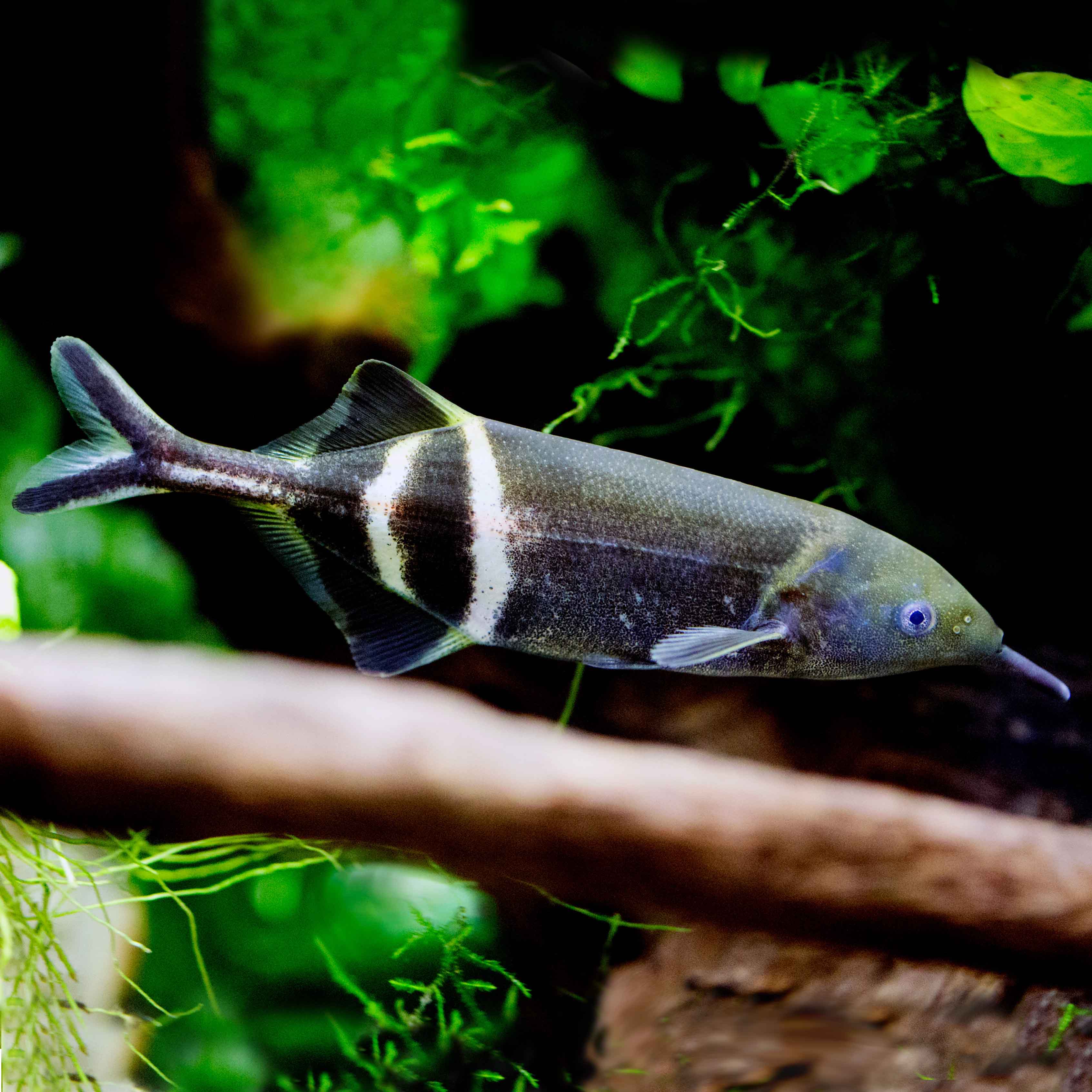 -Gnathon.petersi   Olifantvis M