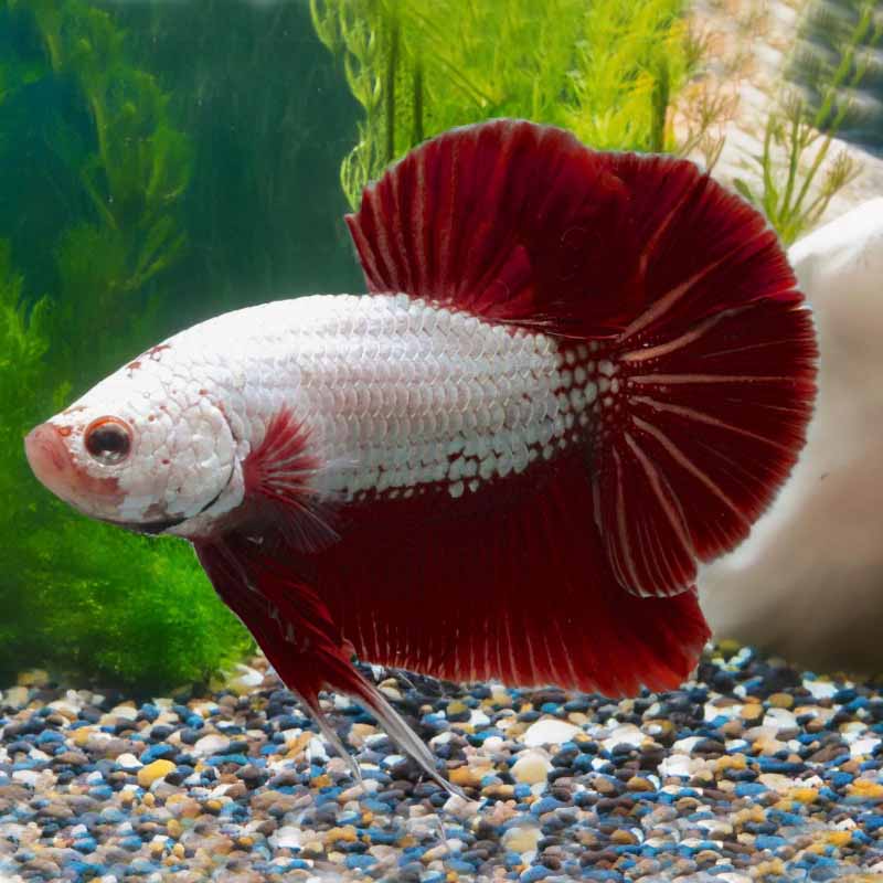 Betta Man Red dragon