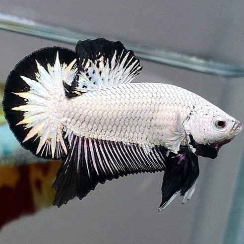 Betta Man Black Dragon