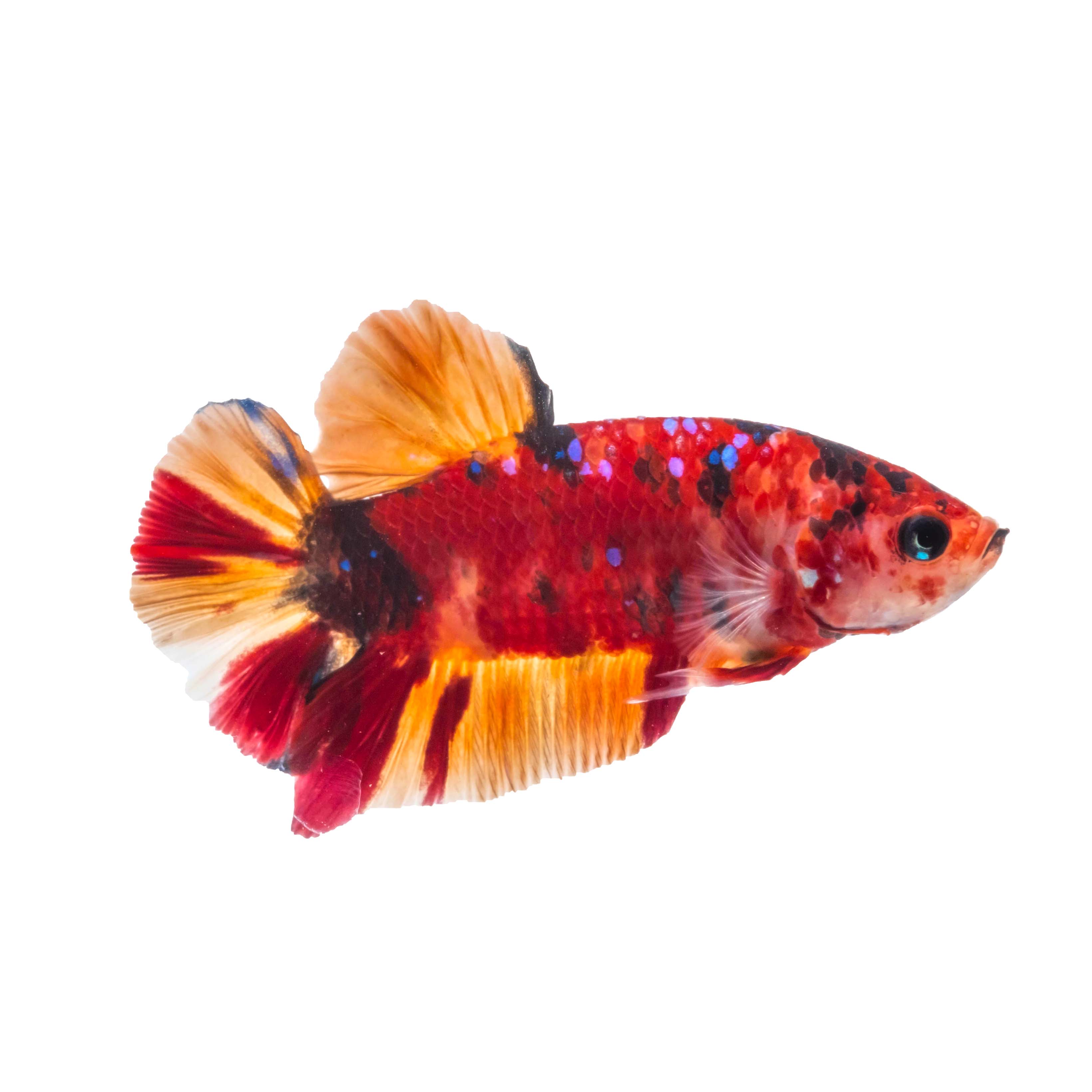Betta splendens Koi Nemo