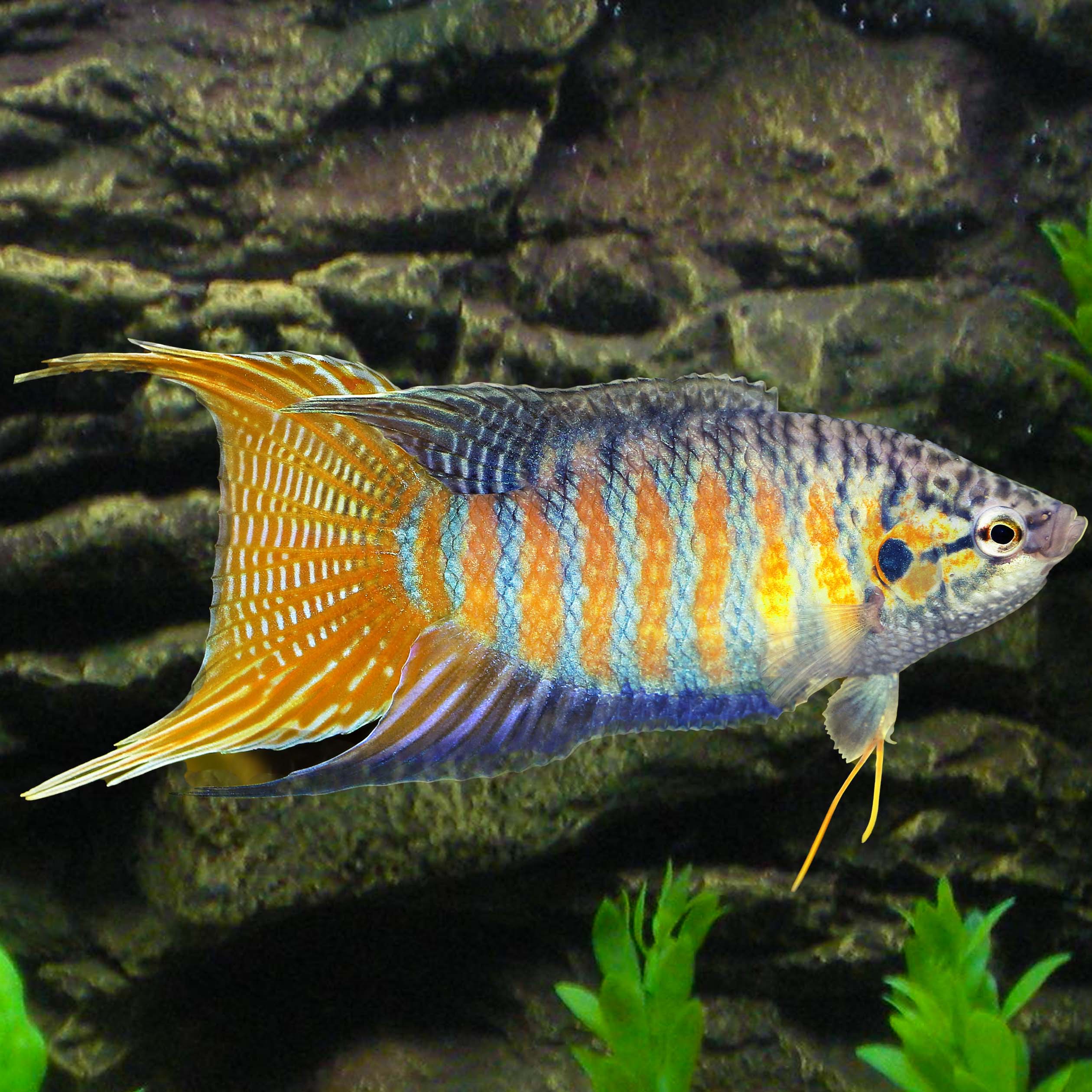 Macr.opercularis   Paradijsvis blauw M