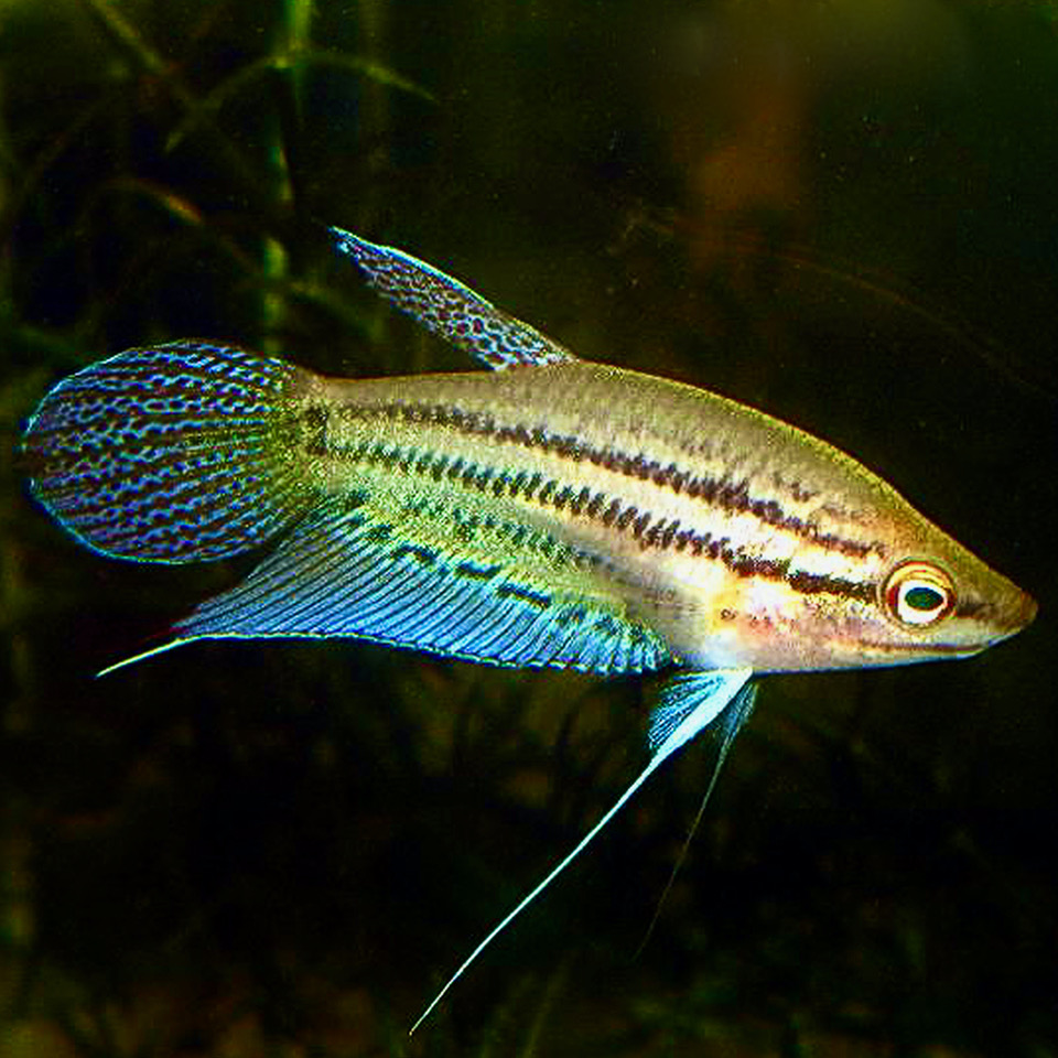 Trichopterus vittata   Knorgourami L