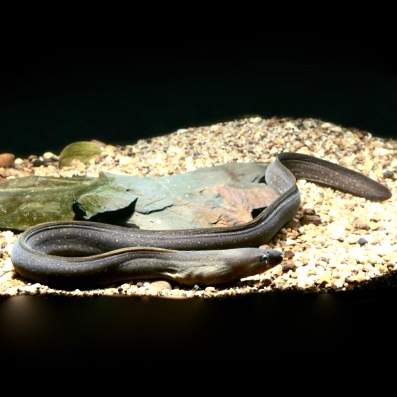 Gymnothorax tile   Zoetwatermurene xl