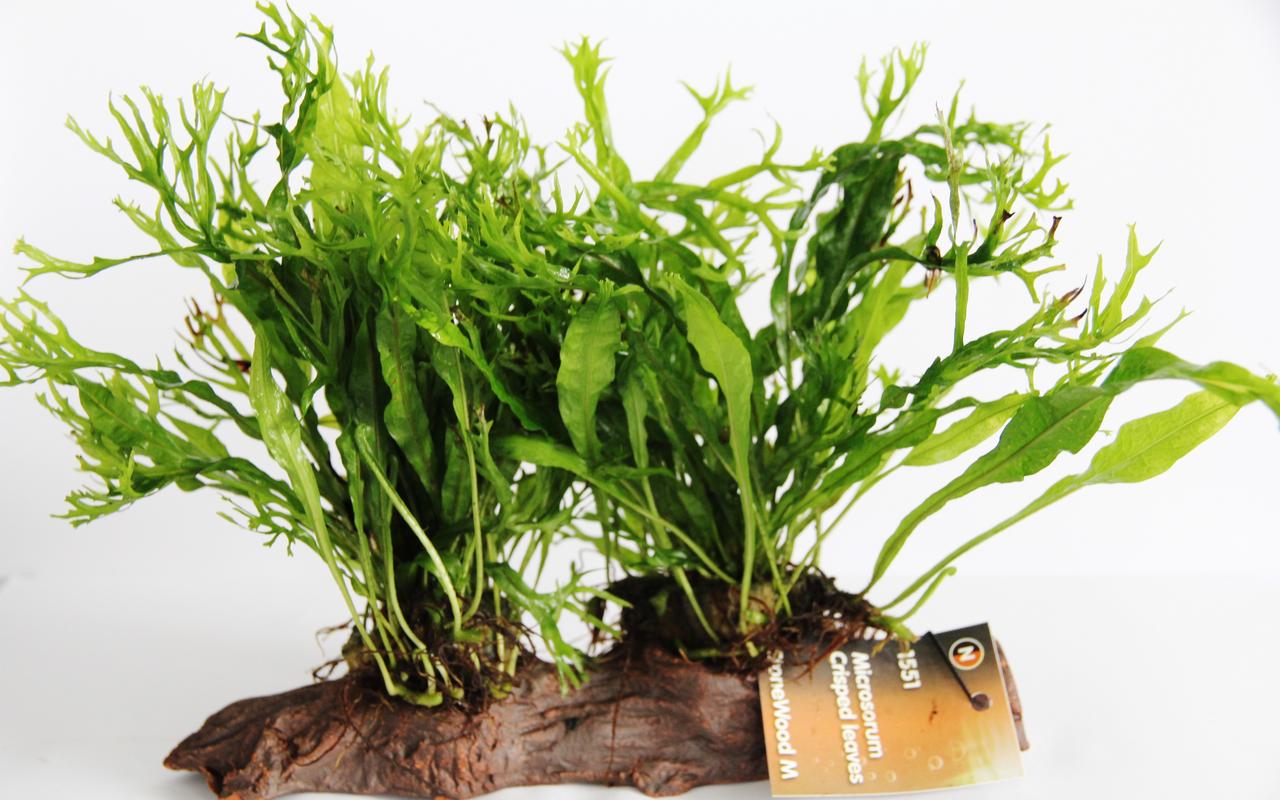 Microsorium crisped leaves stonewood (M)