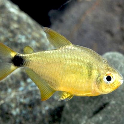 Hyphessobrycon loweae  Kitty tetra M