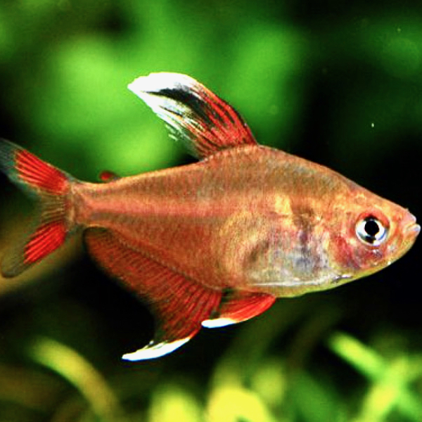 Hyph.ornatus whitefin M @