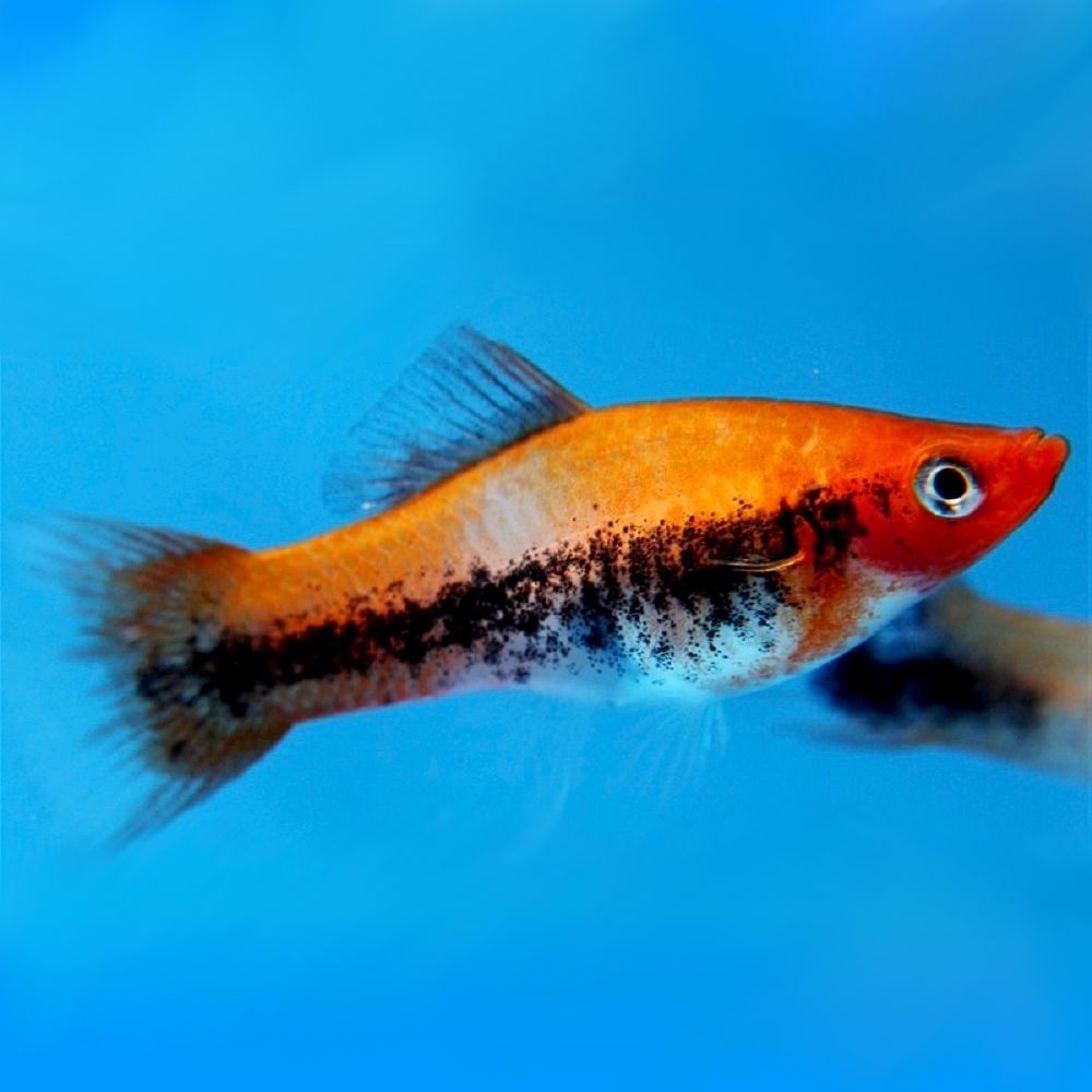 Xiph.helleri   Zwaarddrager tricolor ML