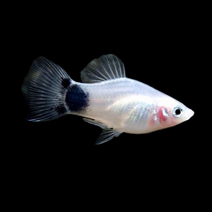 Platy white mickey mouse