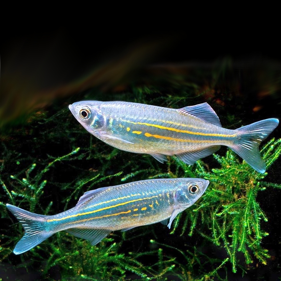 Danio malabaricus   Reuzedanio 7 cm.