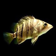 Datnoides microlepis - Tijgerbaars SM