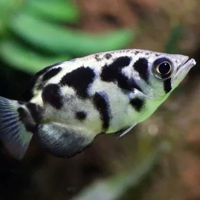 Toxotes blythii   Schuttersvis 5 cm.