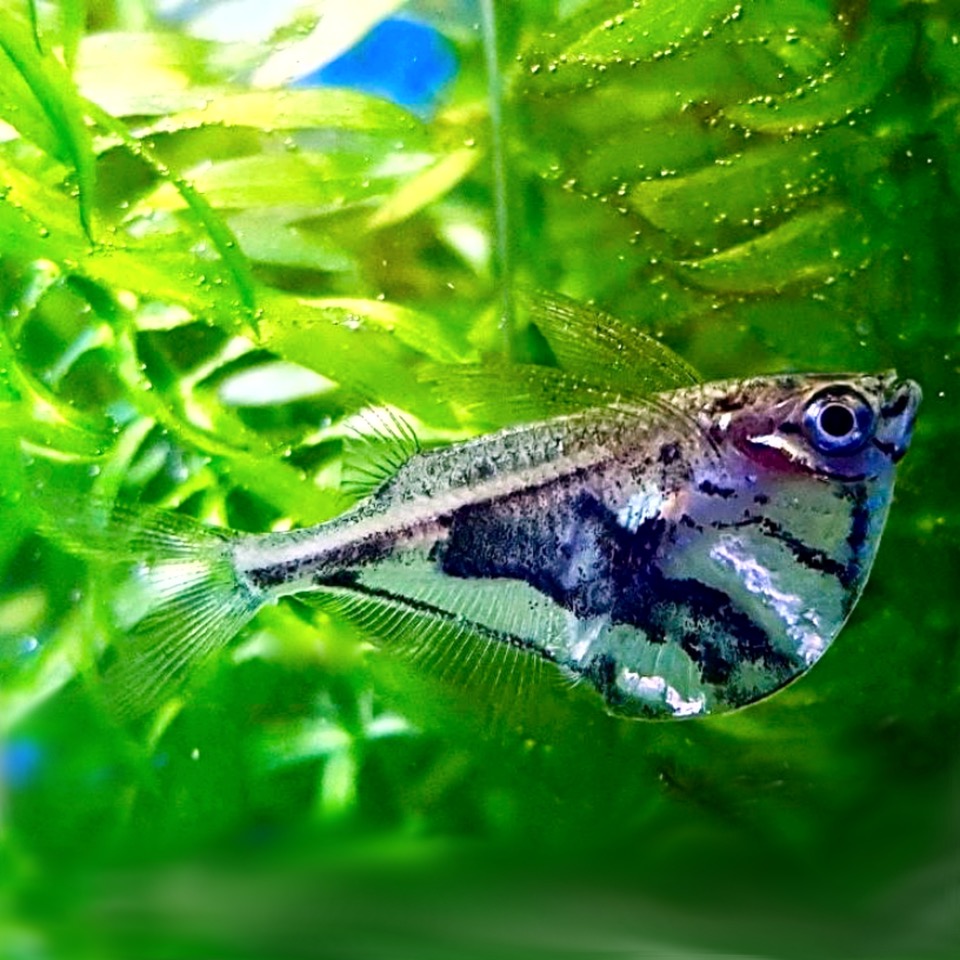 Carnegiella strigata   Marmerbijlzalm