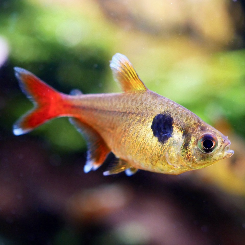 Megalamph.roceus   Gele fantoomzalm M