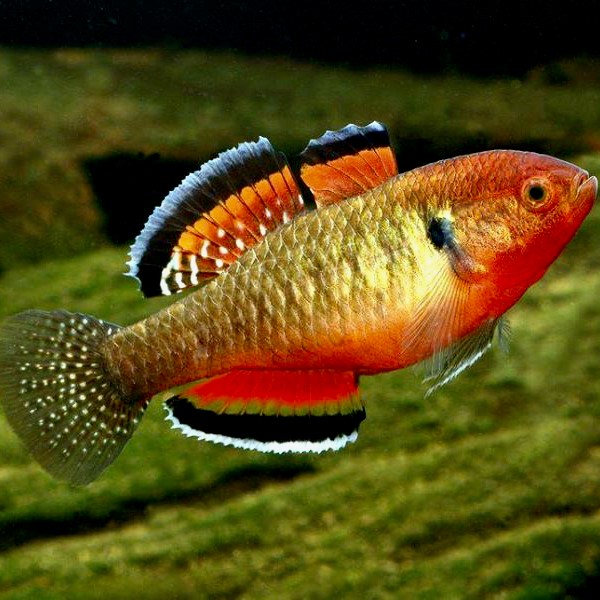 Hypseleotris compressa M