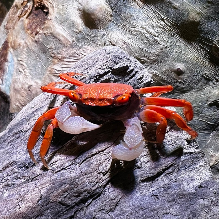 Geosesarma aristocratoensis--red carniva