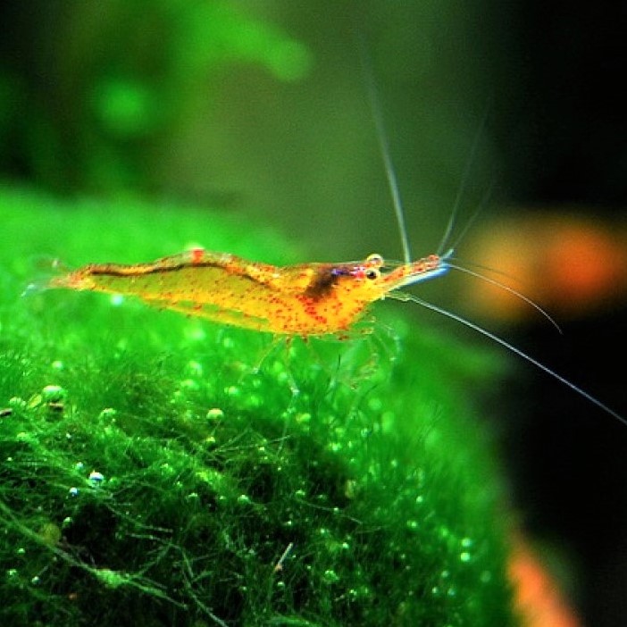Neocaridina sp.propinqua  shrimp