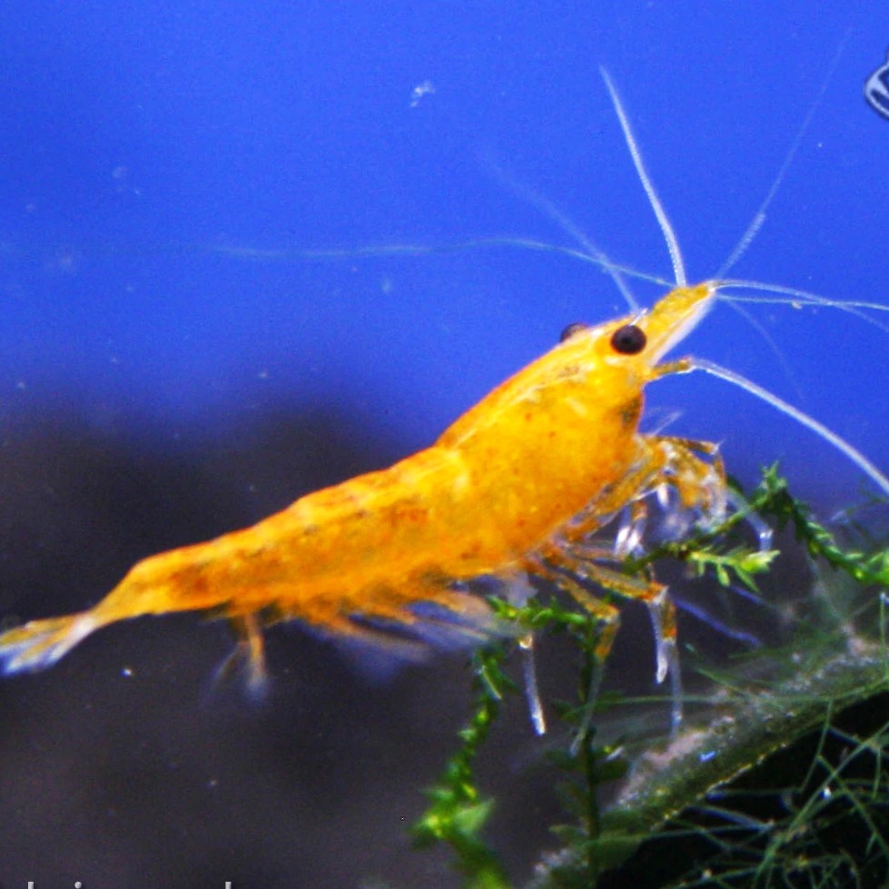 Neocaridina sp.Orange fire shrimp