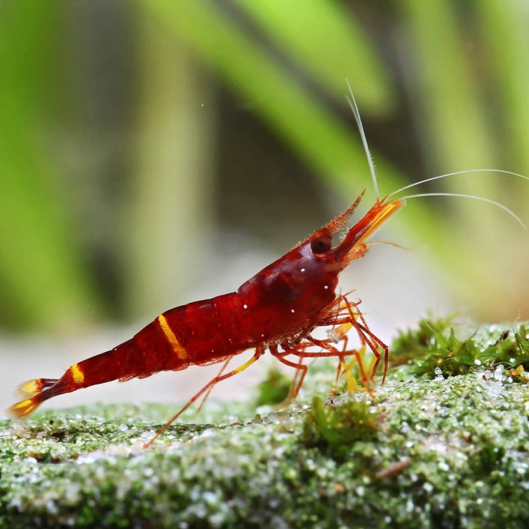 Caridina spinata-Yellow cheek garnaal