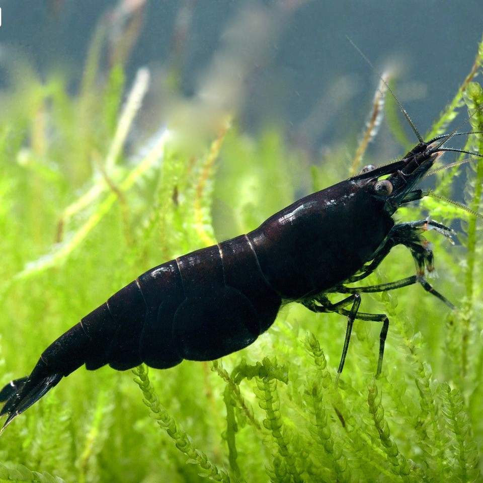 Black carbon rilli shrimp