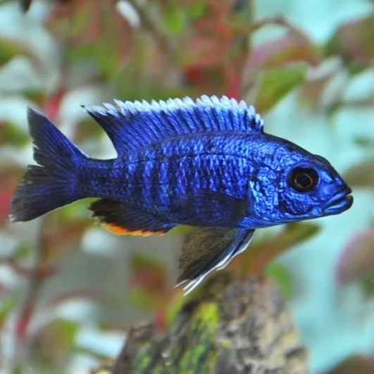 Haplochromis ahli 5 cm.