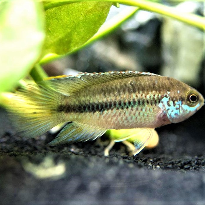 Nannacara anomala   Dambordcichlide SM