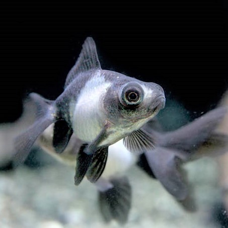 Car.auratus  Sluierstaart panda 5-6 cm