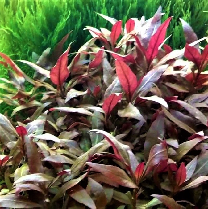Alternanthera cardinalis in pot