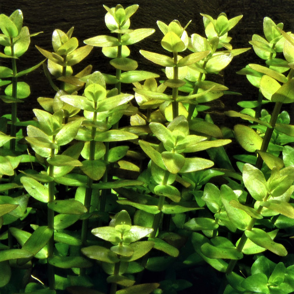 Bacopa amplexicaulis in pot