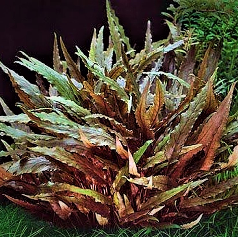 Cryptocoryne wendtii brown in pot