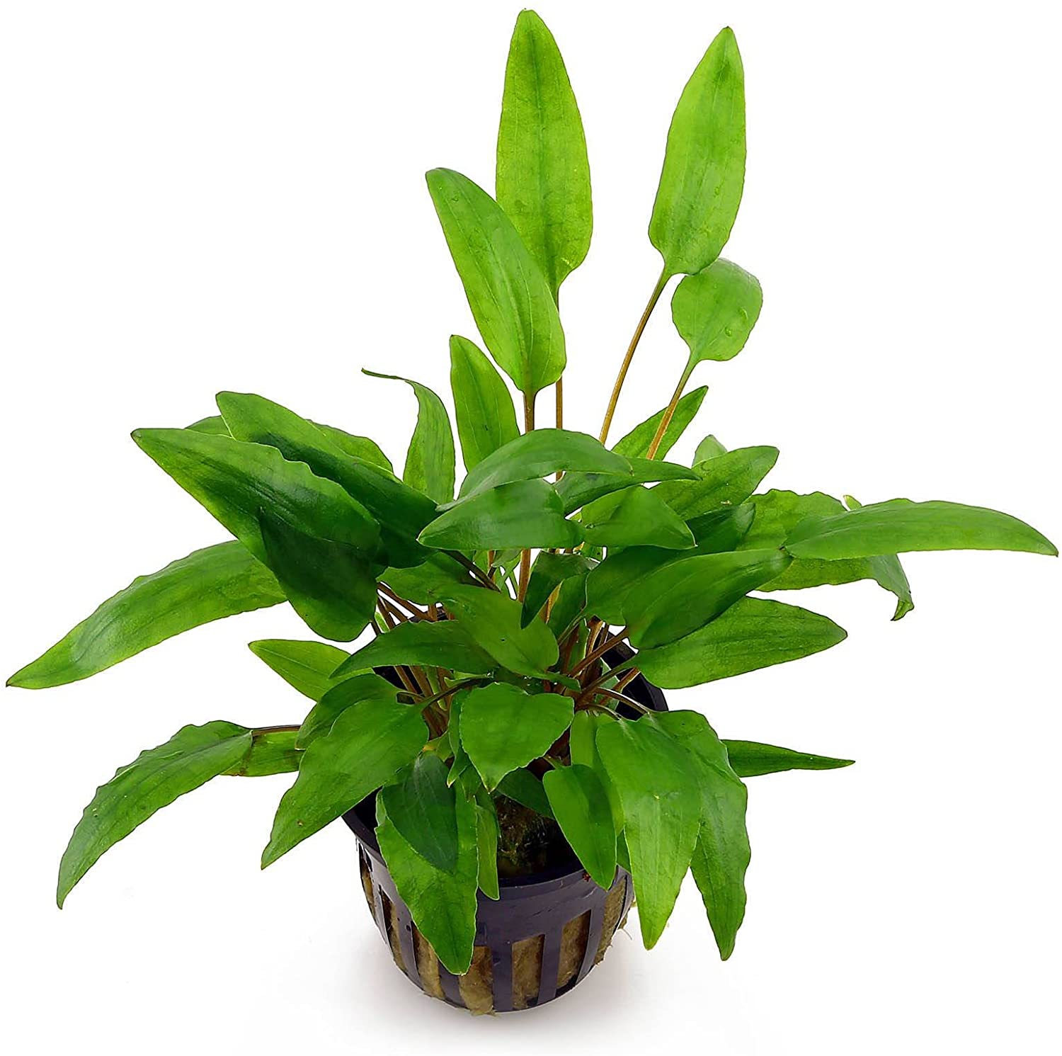 Cryptocoryne wendtii green pot