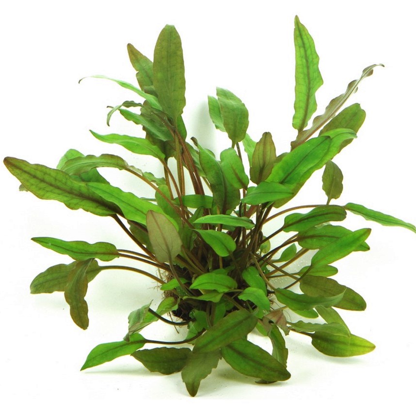 Cryptocoryne beckettii in pot