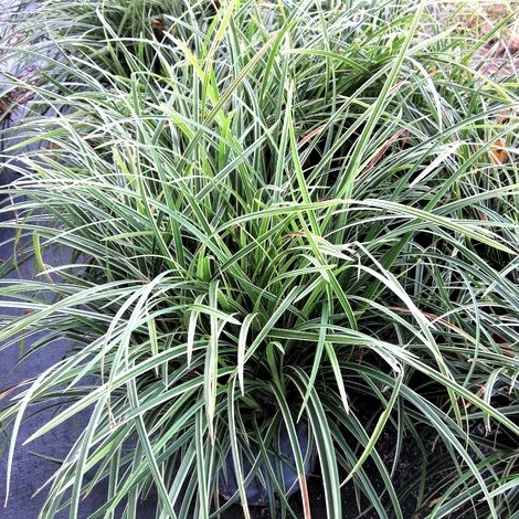 Ophiopogon japonica variegatus pot