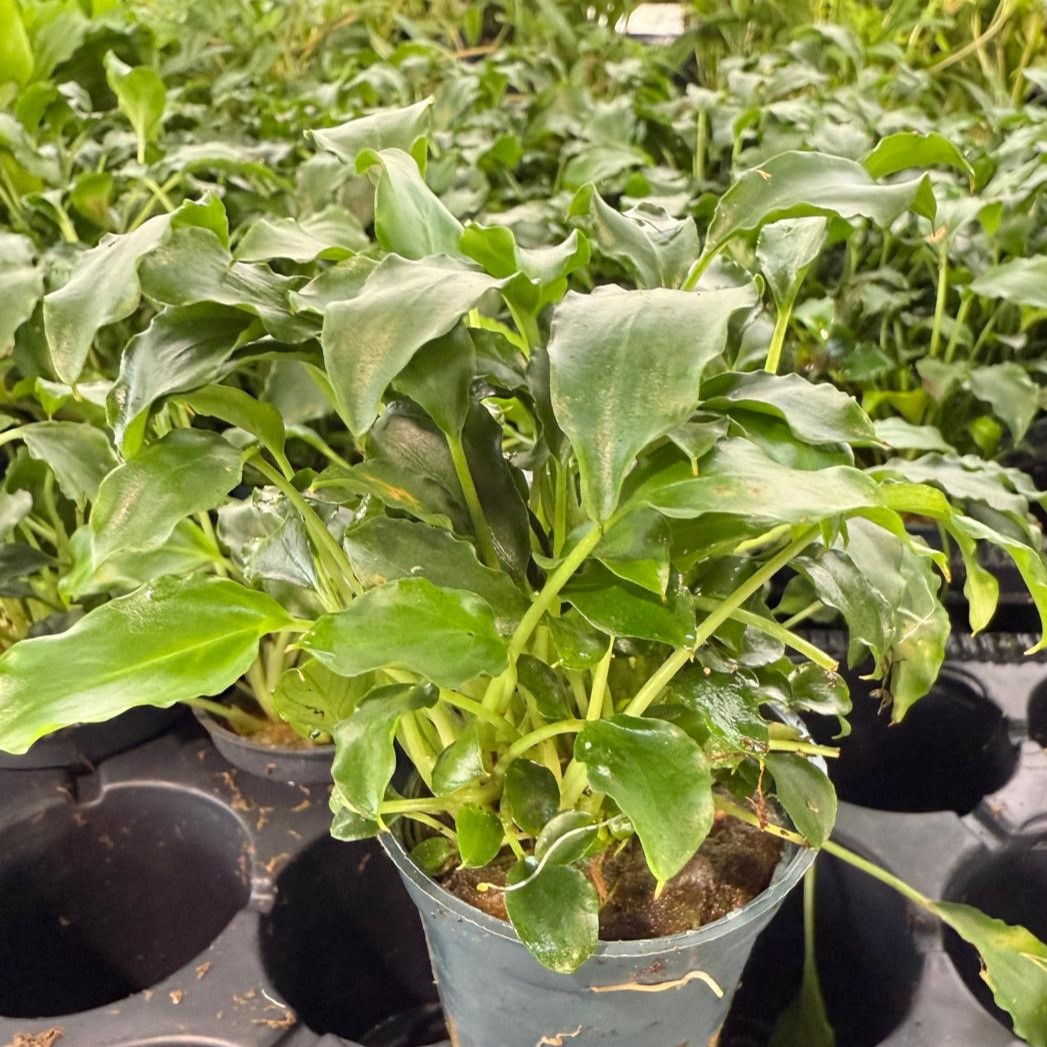 Schismatoglottis preitoi in pot