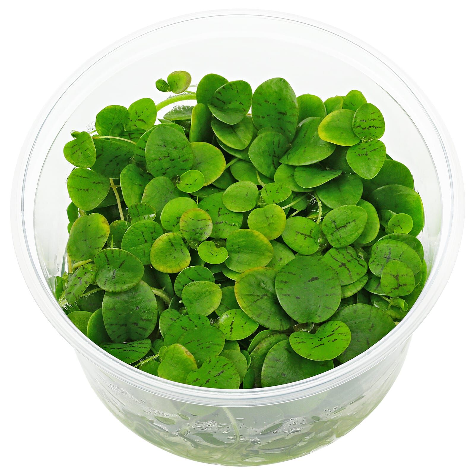 Limnobium laevigatum Epaqvitro 100 ml