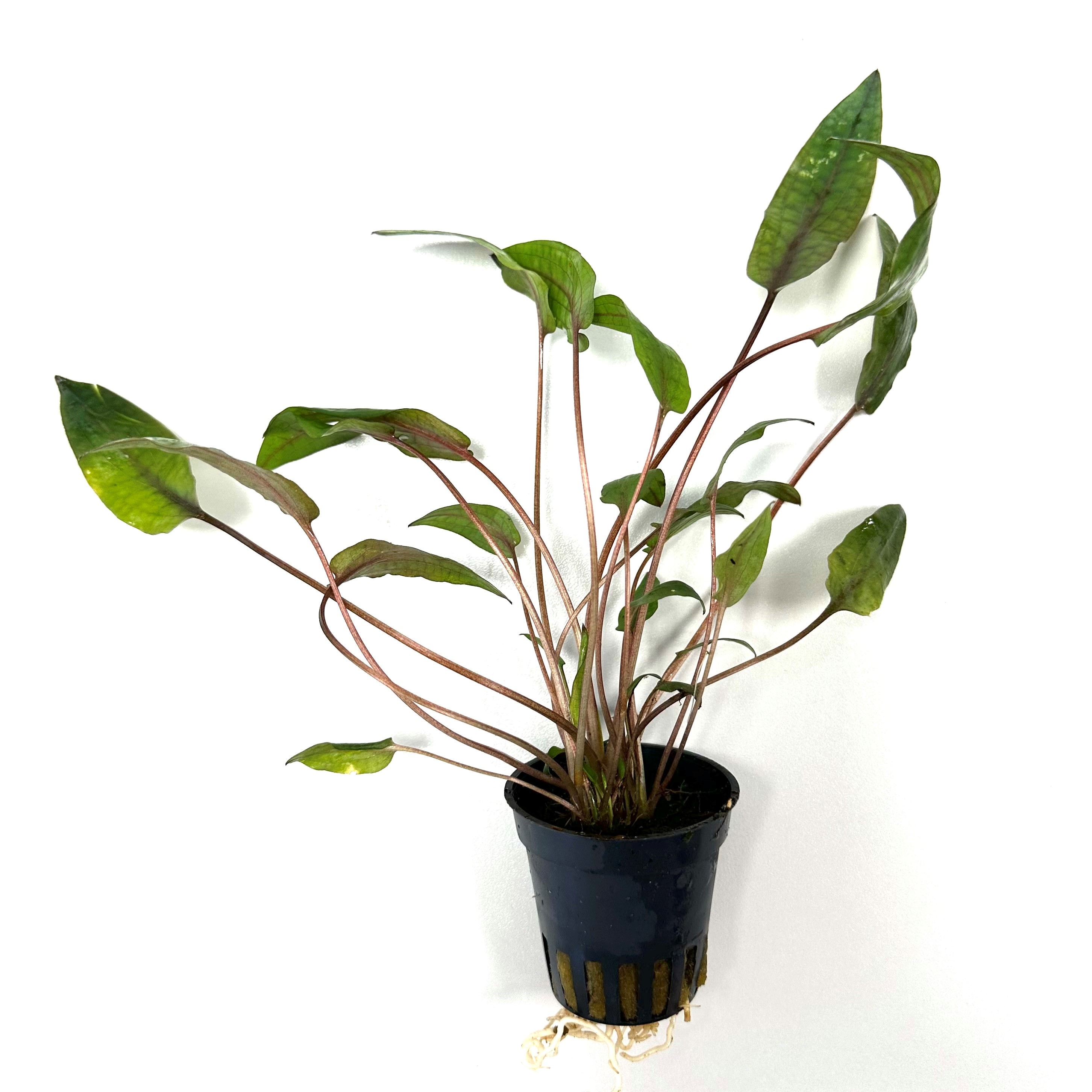 Cryptocoryne purpurea in pot