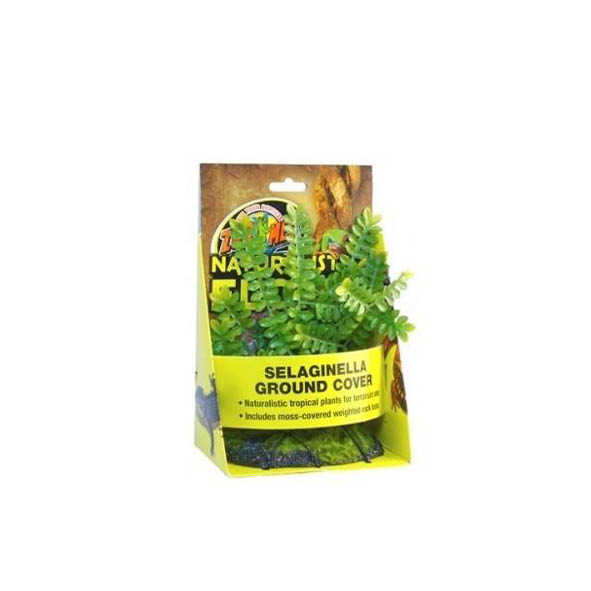 Selaginella Ground Cover