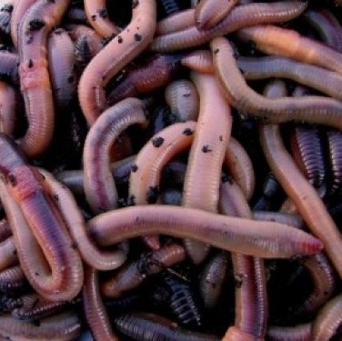 Dendrobeana middel 1.0-1.25 gram per kg